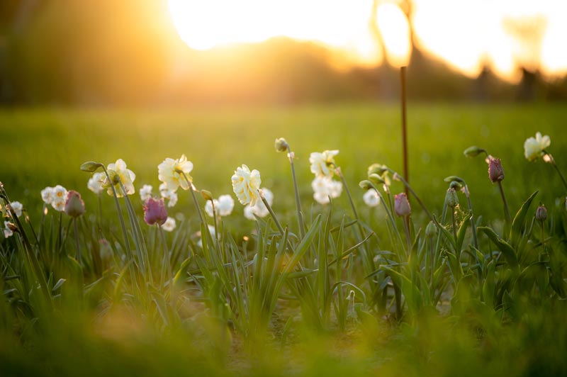 Blommor på ett fält