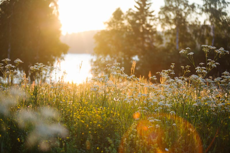 Blommor och vatten i soluppgången