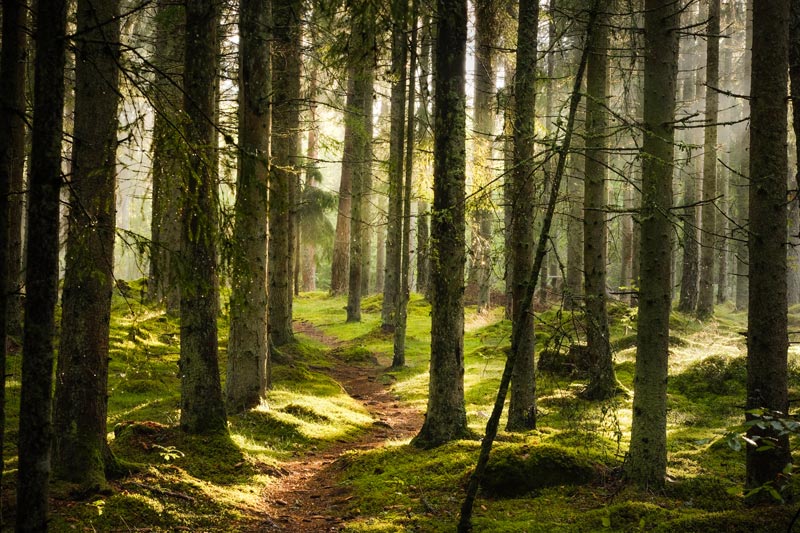 Träd i en mysig skog